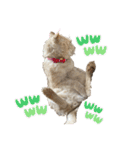 さやかのいえのねこたち（個別スタンプ：32）