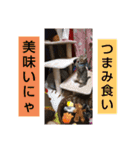 もか日常生活☆④（個別スタンプ：6）