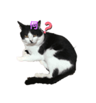 ♪とある猫の日常♪（個別スタンプ：1）