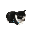 ♪とある猫の日常♪（個別スタンプ：2）