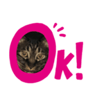 ♪とある猫の日常♪（個別スタンプ：5）