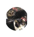 ♪とある猫の日常♪（個別スタンプ：6）