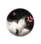 ♪とある猫の日常♪（個別スタンプ：8）