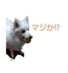 日本スピッツのハル♂ Dog stamp（個別スタンプ：1）