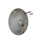 日本スピッツのハル♂ Dog stamp（個別スタンプ：3）