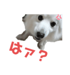 日本スピッツのハル♂ Dog stamp（個別スタンプ：4）