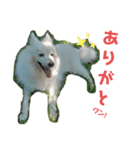 日本スピッツのハル♂ Dog stamp（個別スタンプ：5）
