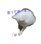 日本スピッツのハル♂ Dog stamp（個別スタンプ：6）