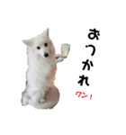 日本スピッツのハル♂ Dog stamp（個別スタンプ：7）