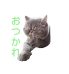 エキゾチックのマムちゃんスタンプ（個別スタンプ：1）