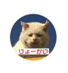 にゃんにゃんニャン（個別スタンプ：5）