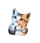 私は猫なの？（個別スタンプ：3）
