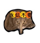 私は猫なの？（個別スタンプ：4）