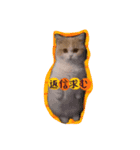 私は猫なの？（個別スタンプ：5）