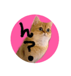 私は猫なの？（個別スタンプ：8）