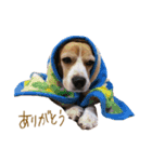 ビーグル犬 （こむぎちゃん）（個別スタンプ：2）