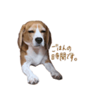 ビーグル犬 （こむぎちゃん）（個別スタンプ：3）