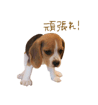 ビーグル犬 （こむぎちゃん）（個別スタンプ：4）