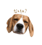 ビーグル犬 （こむぎちゃん）（個別スタンプ：5）