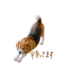 ビーグル犬 （こむぎちゃん）（個別スタンプ：7）