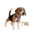 ビーグル犬 （こむぎちゃん）（個別スタンプ：8）