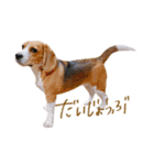 ビーグル犬 （こむぎちゃん）（個別スタンプ：9）
