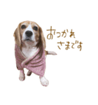 ビーグル犬 （こむぎちゃん）（個別スタンプ：10）