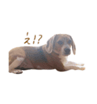 ビーグル犬 （こむぎちゃん）（個別スタンプ：11）