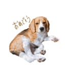ビーグル犬 （こむぎちゃん）（個別スタンプ：12）