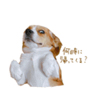 ビーグル犬 （こむぎちゃん）（個別スタンプ：13）
