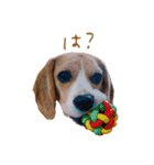 ビーグル犬 （こむぎちゃん）（個別スタンプ：14）
