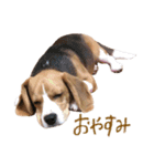 ビーグル犬 （こむぎちゃん）（個別スタンプ：16）