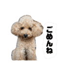 トイプードル オウジの日常（個別スタンプ：6）