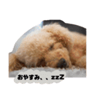 トイプードル オウジの日常（個別スタンプ：16）