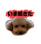 トイプードル オウジの日常（個別スタンプ：17）