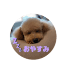 トイプードル オウジの日常（個別スタンプ：18）