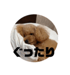 トイプードル オウジの日常（個別スタンプ：19）