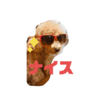 トイプードル オウジの日常（個別スタンプ：24）
