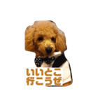 トイプードル オウジの日常（個別スタンプ：25）