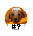 トイプードル オウジの日常（個別スタンプ：27）