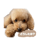 トイプードル オウジの日常（個別スタンプ：29）