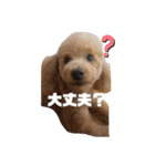トイプードル オウジの日常（個別スタンプ：30）