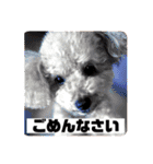 トイプードル オウジの日常（個別スタンプ：32）