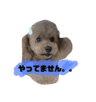 トイプードル オウジの日常（個別スタンプ：33）