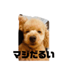 トイプードル オウジの日常（個別スタンプ：34）