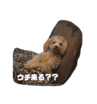 トイプードル オウジの日常（個別スタンプ：38）