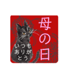 猫の日＋お祝いスタンプ8嬉しいおめでとう（個別スタンプ：2）