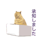 茶トラ猫、時々錆び猫スタンプ（個別スタンプ：17）