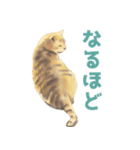 茶トラ猫、時々錆び猫スタンプ（個別スタンプ：18）