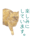 茶トラ猫、時々錆び猫スタンプ（個別スタンプ：31）